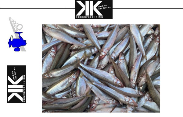 Köderfische Dead Bait - Stinte 5-8cm 100g / Schale