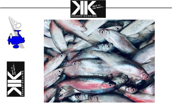 Köderfische Dead Bait - Ukelei 10-15cm - 5 Stück