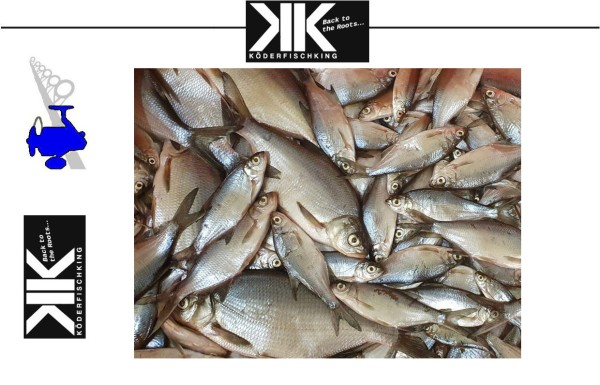Köderfische Dead Bait - Brassen 8-15cm - 5 Stück