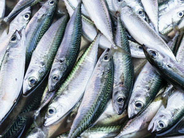 Köderfische Dead Bait - Makrelen ganz - 3Stk