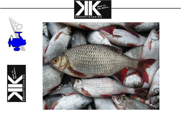 Köderfische Dead Bait - Rotaugen 20-25cm - 3 Stück