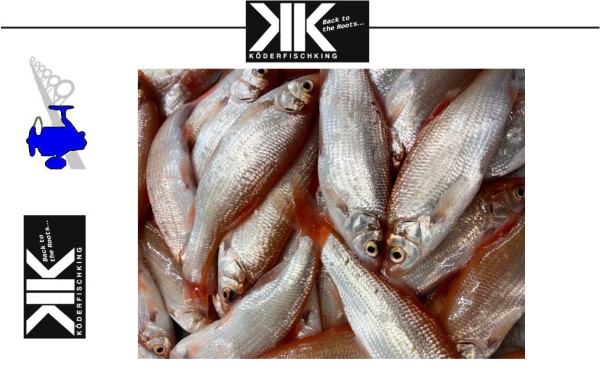 Köderfische Dead Bait - Goldorfen 10-15cm 5 Stück